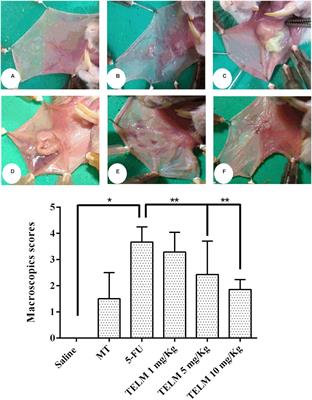 Telmisartan Modulates the Oral Mucositis Induced by 5-Fluorouracil in Hamsters